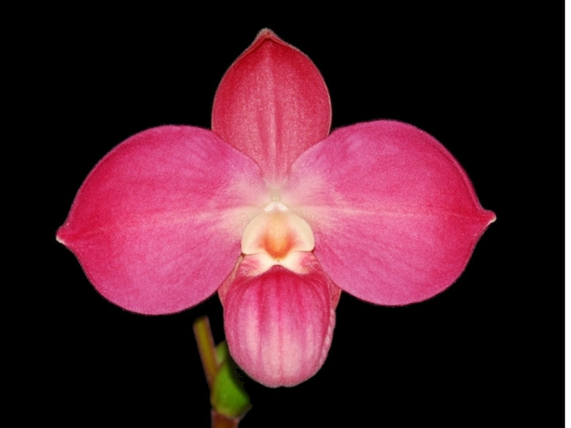 Phragmipedium Peruflora's Cirila Alca