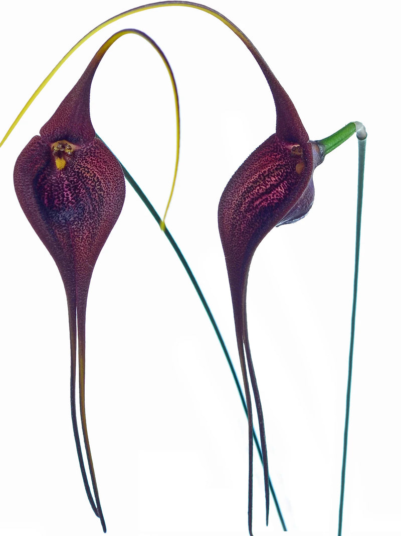 Masdevallia goliath