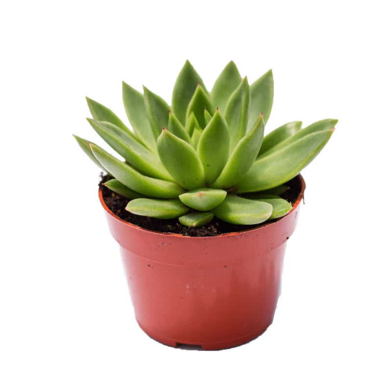 Echeveria Agavoides 4"