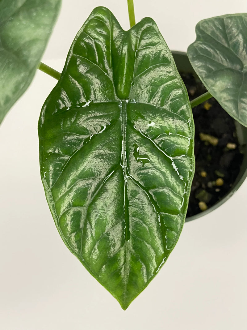 Alocasia sinuata 'Quilted Dream' (seedling)