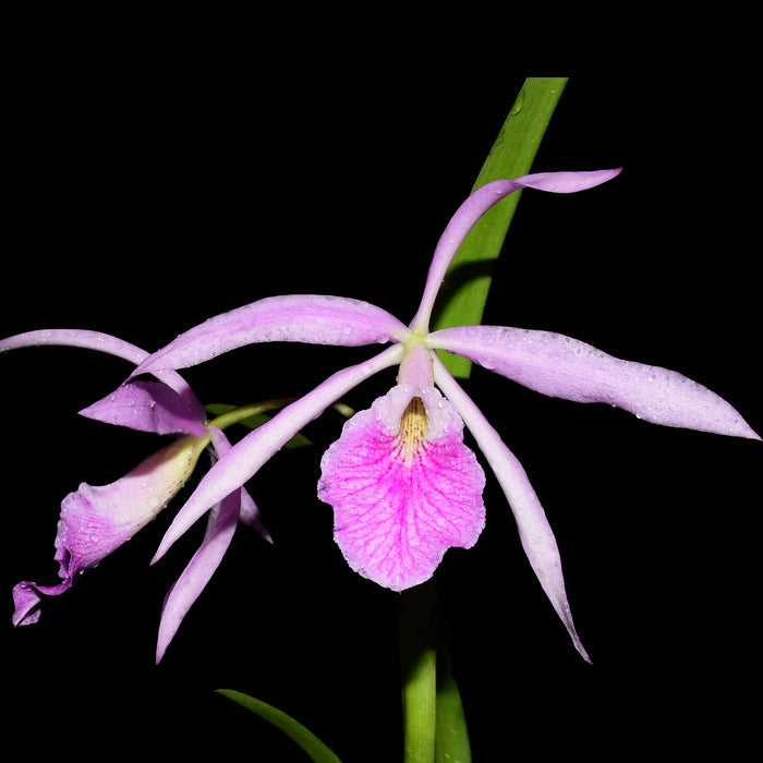 Brassocattleya Kay (Bc. Fuchs Star x L. purpurata var. atropurpurea)