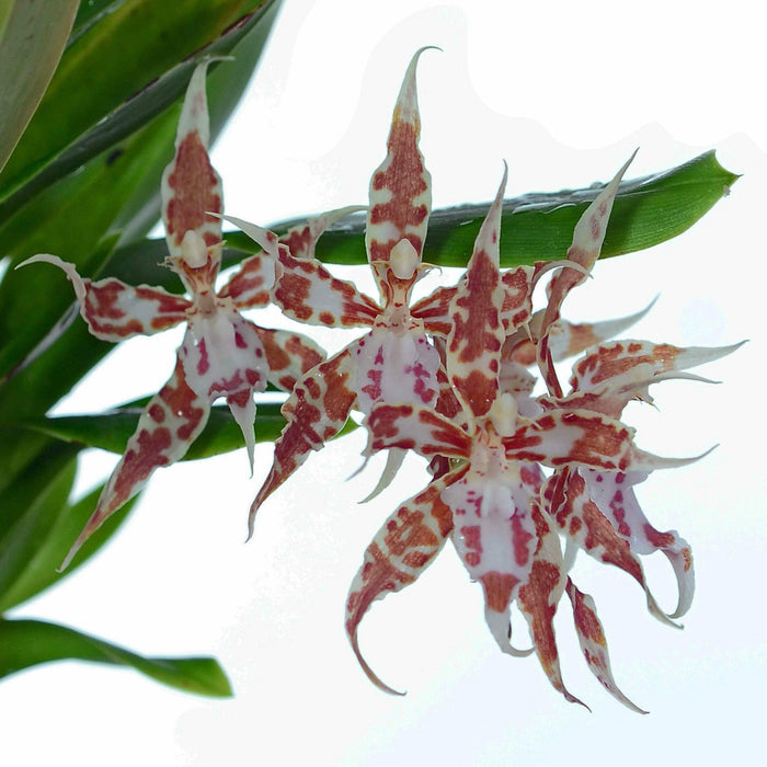 Oncidium crocidipterum