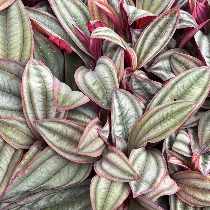 Medinilla sp 'Gregori Hambali'