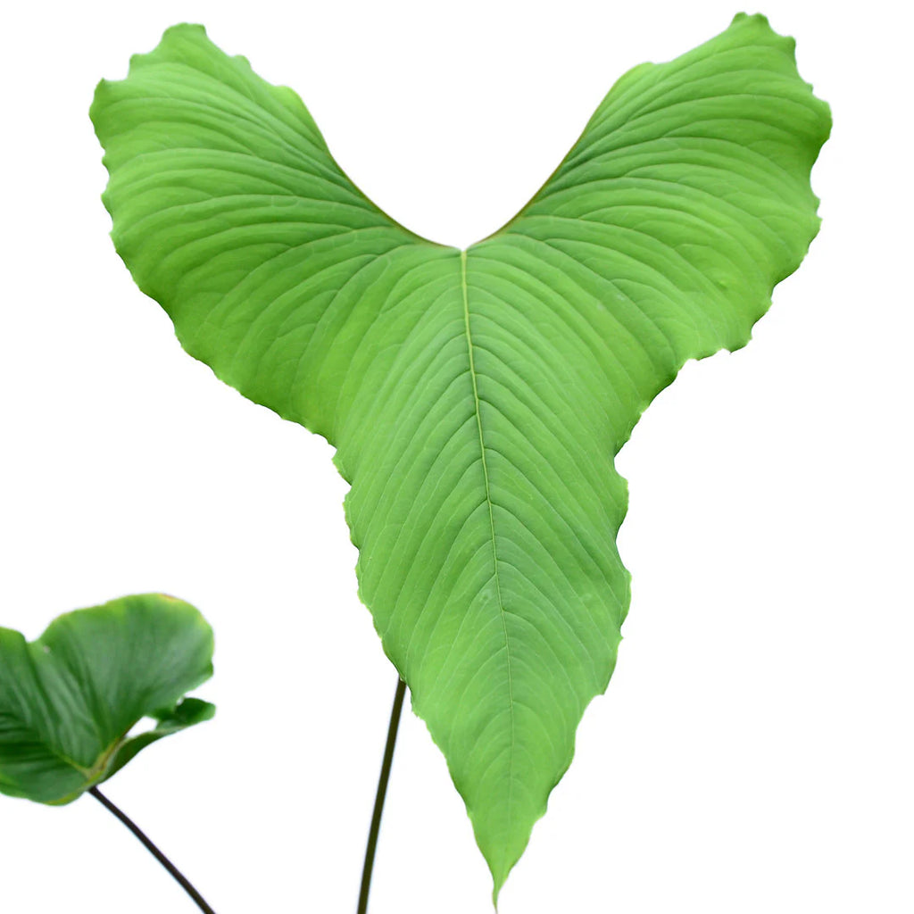 1_a2d09285-0124-4349-a285-