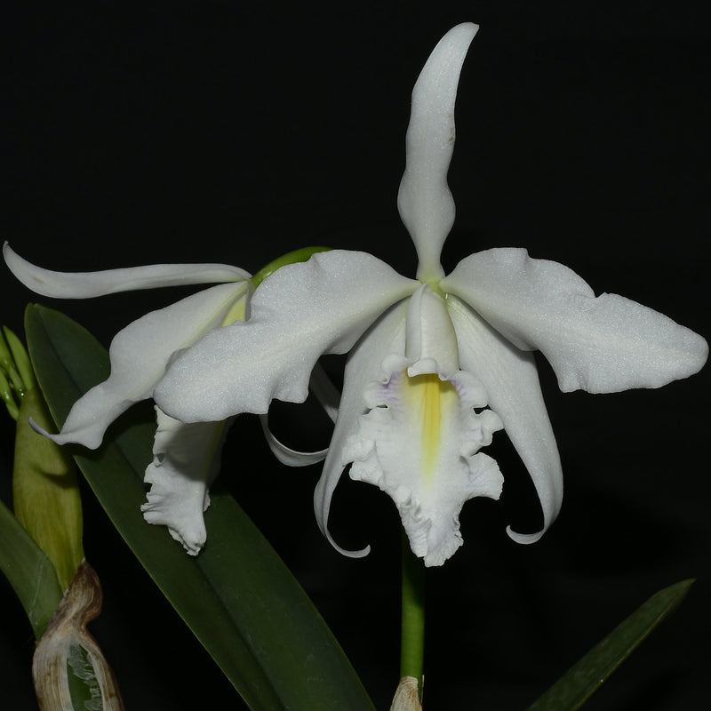 Cattleya maxima x coerulea Delicata