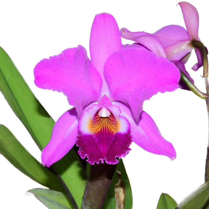 Cattleya labiata f. coerulea 'Budny' x 'Nunes'