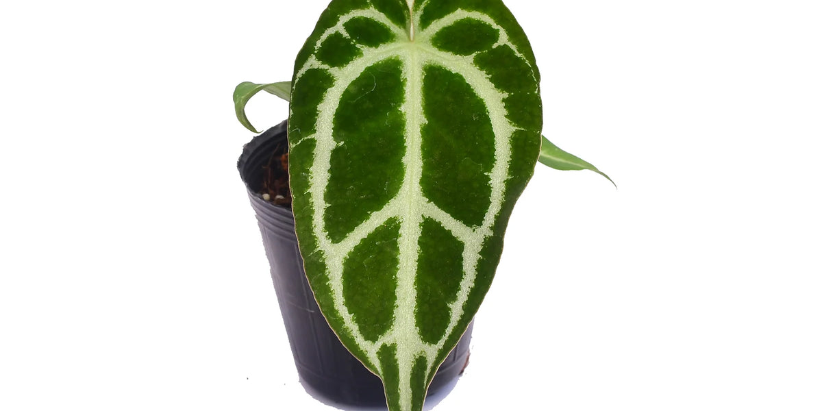 A*P様 Anthurium crystallinum✖️silver tige Anthurium (SKG Silver X Red Crystallinum) X Anthurium