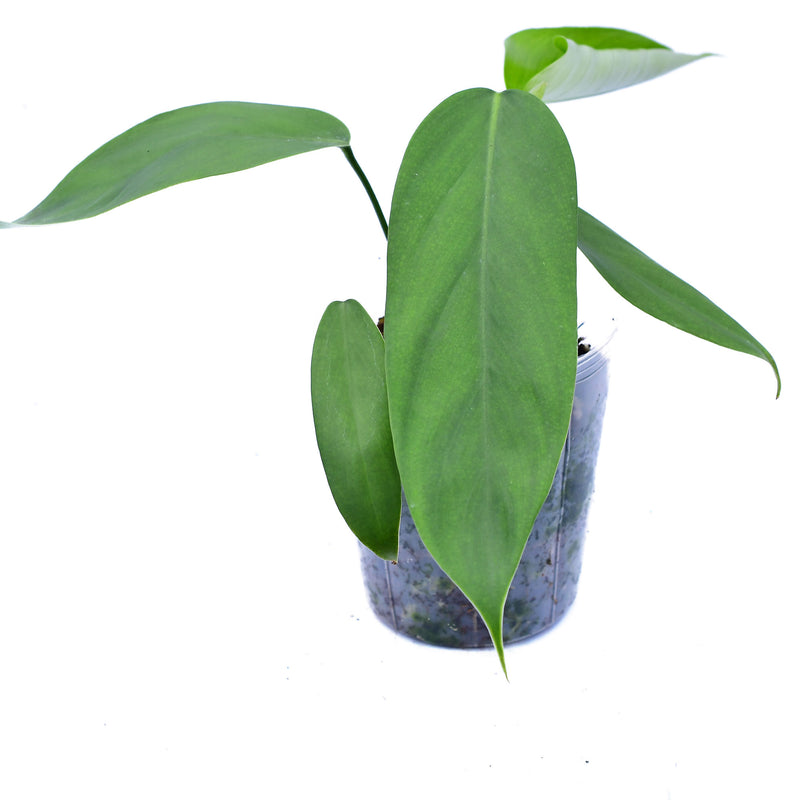 Philodendron asplundii x Philodendron genevieveanum