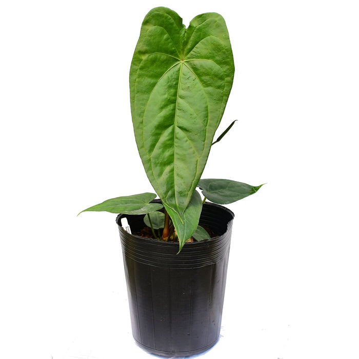 Anthurium Amazon Beauty 'Inverse crossing'