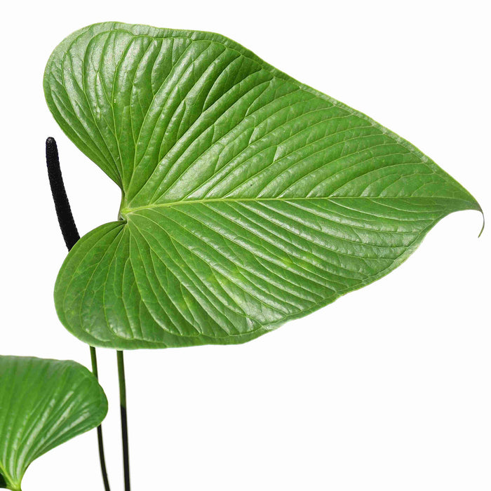 Anthurium rivulare