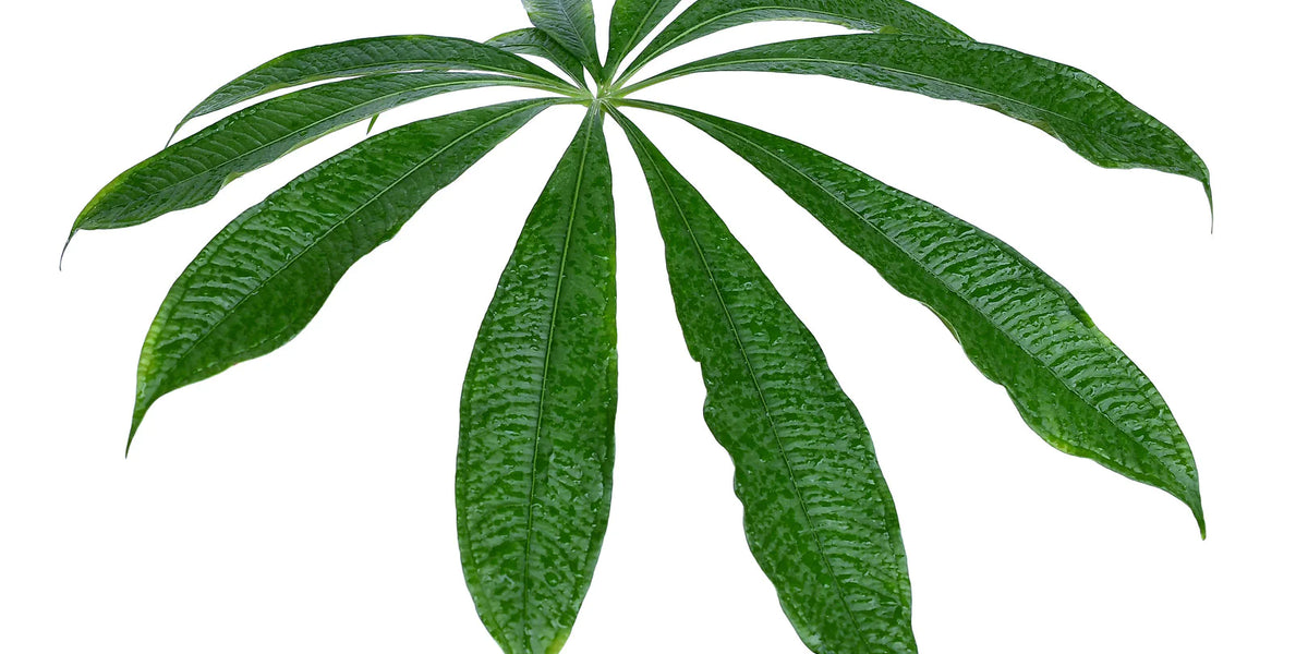 Anthurium croatii 'corrugado' — Ecuagenera California