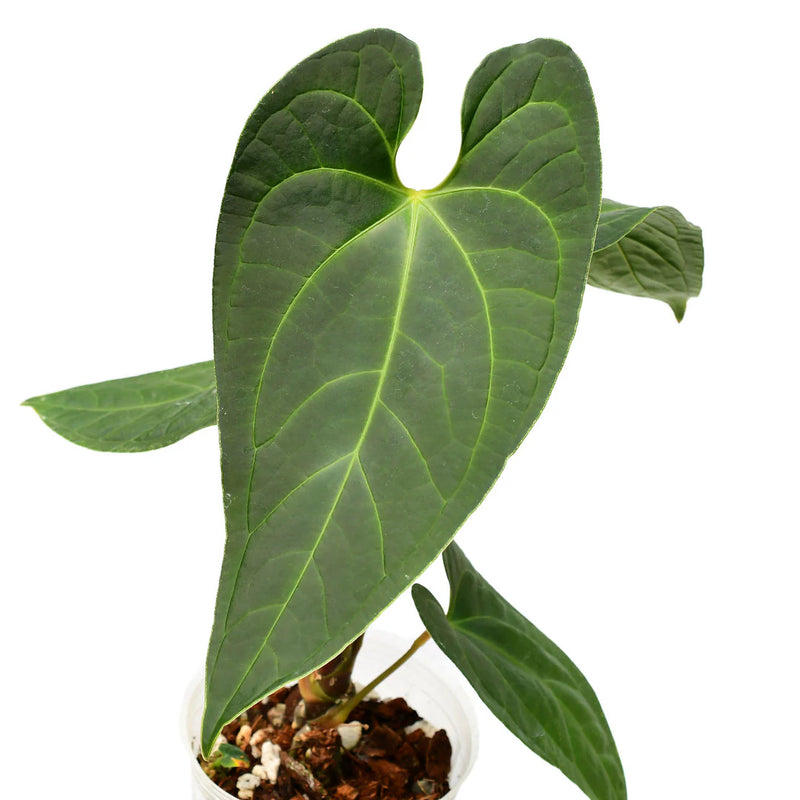 Anthurium Noah liberty