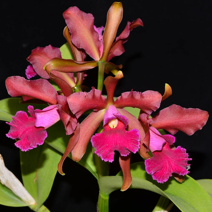 Cattleya Chamberlainiana (1881)