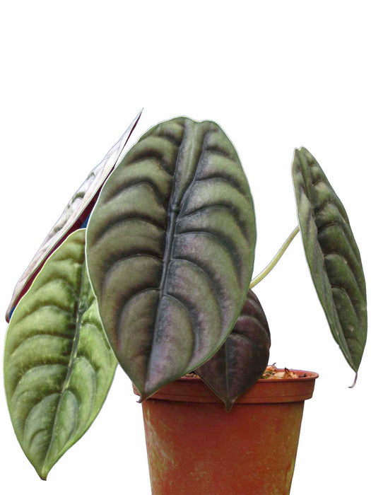 Alocasia cuprea