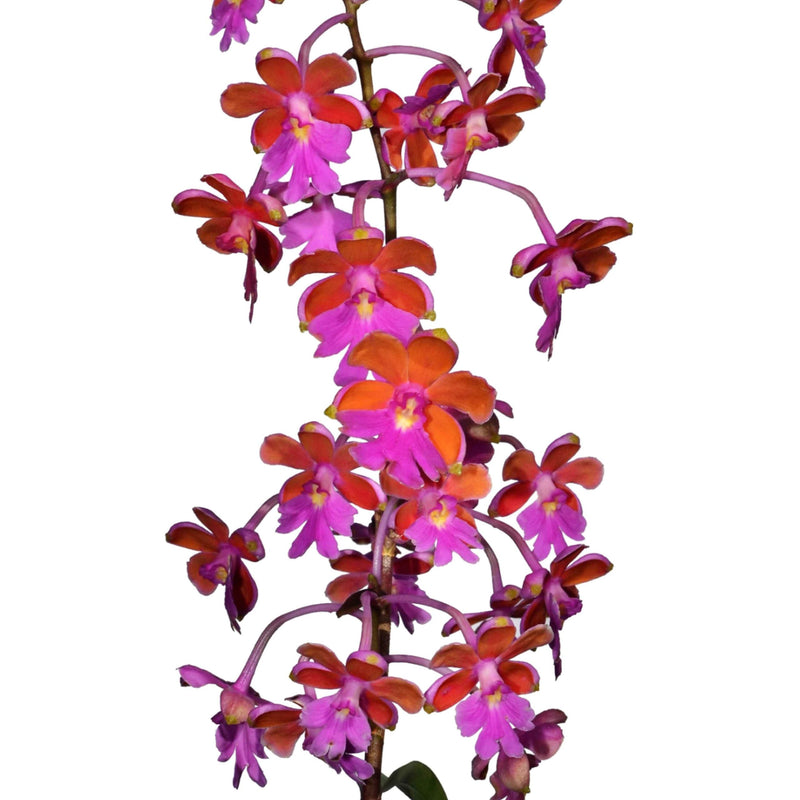 Epidendrum schweinfurthianum