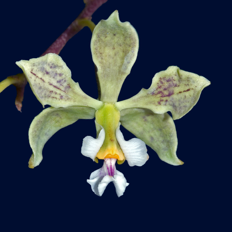 Encyclia granitica