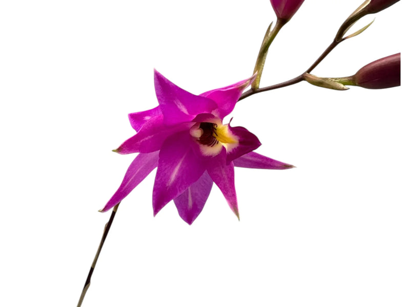 Laelia Finckeniana lineolata