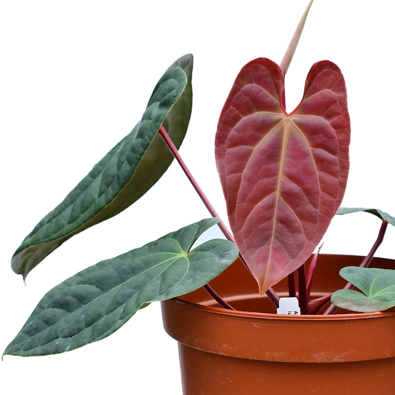 Anthurium Amazon Diamond 'Inverse crossing' — Ecuagenera California