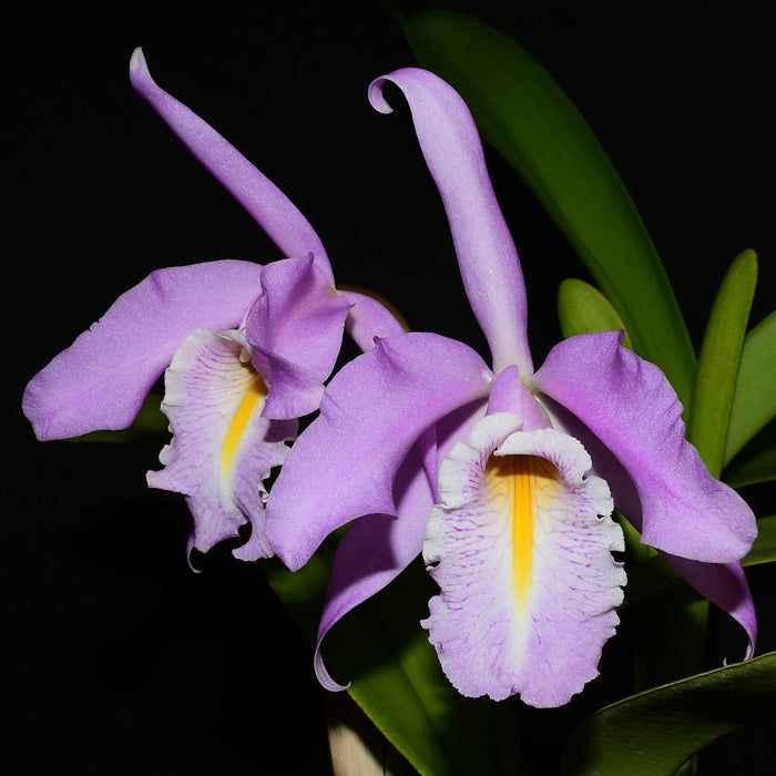 Cattleya maxima 'Yellow lip' x '2326'