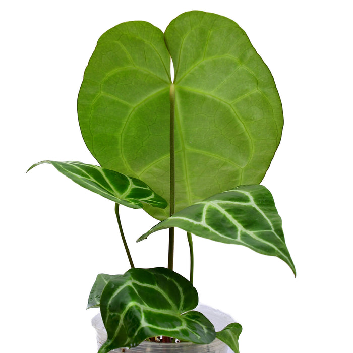 Anthurium Tingo Maria