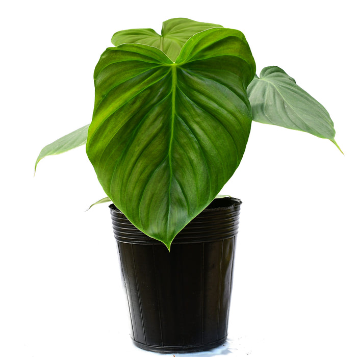 Philodendron Celebration