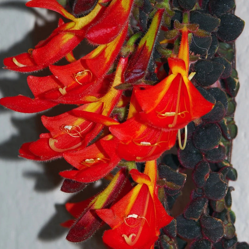 Columnea gloriosa