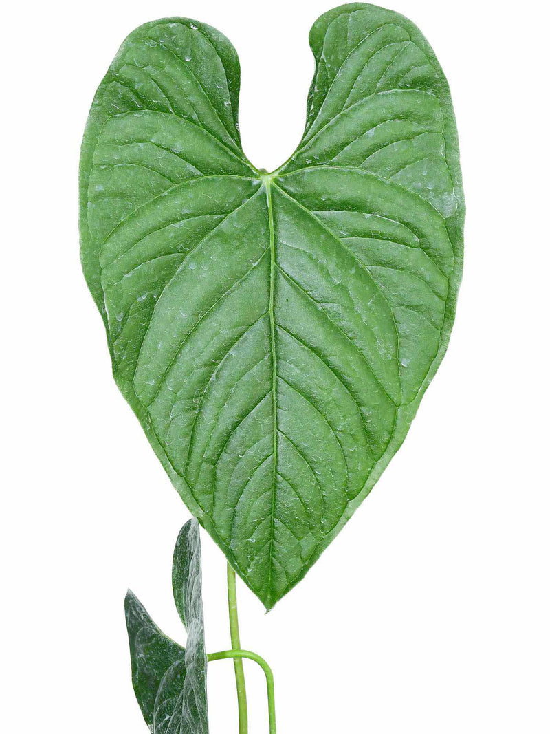 Anthurium gymnopus purple