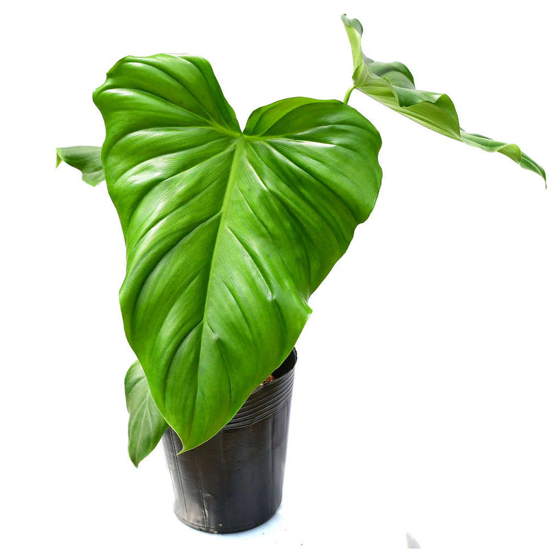 Philodendron Green Wonder