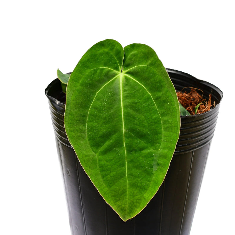 Anthurium Deborah Ward inverse crossing