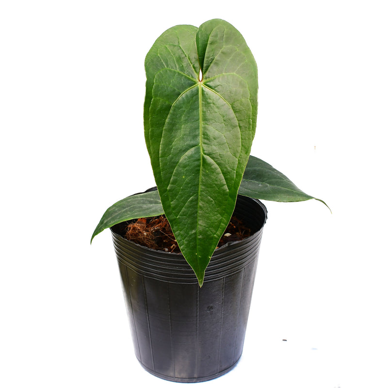 Anthurium magnificum x Anthurium draconopterum 'Camaniense'