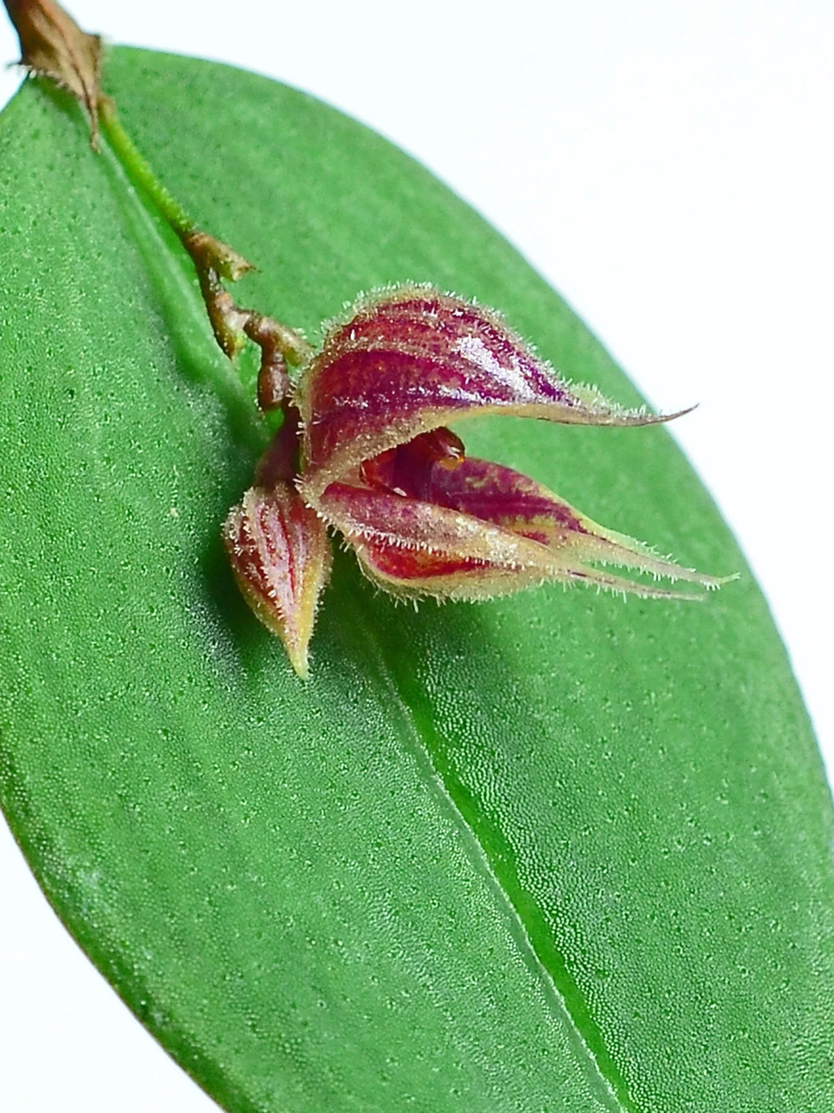 Lepanthes pelvis — Ecuagenera California