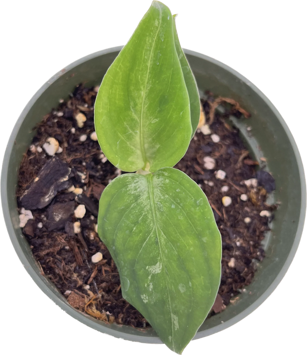 Aglaonema 'pictum tricolor'