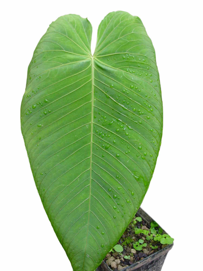 Anthurium angamarcanum