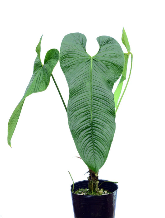 Anthurium argyrostachyum