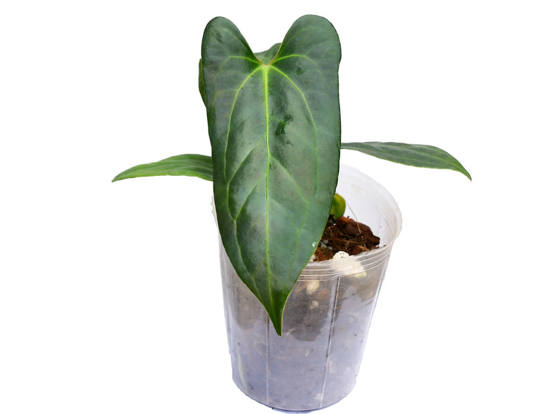 Anthurium Jungle Dreams (seedling)