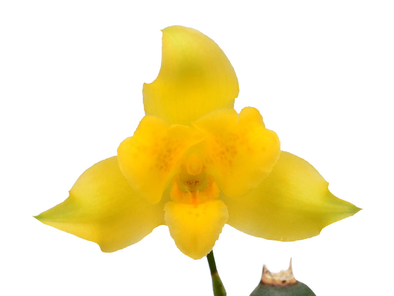 Lycaste macrobulbon