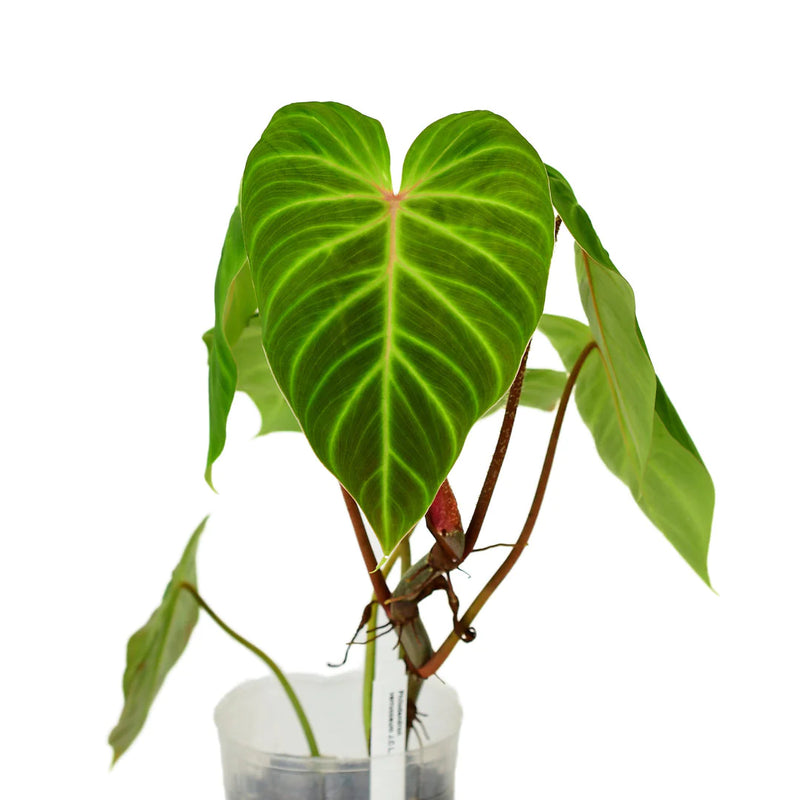 Philodendron verrucosum J.C.L.
