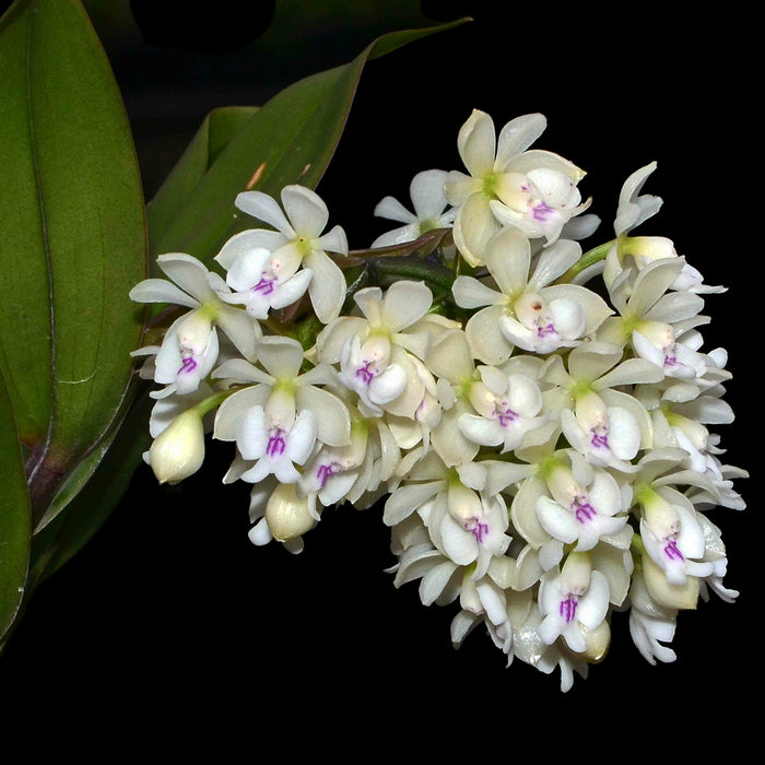 Epidendrum hugomedinae