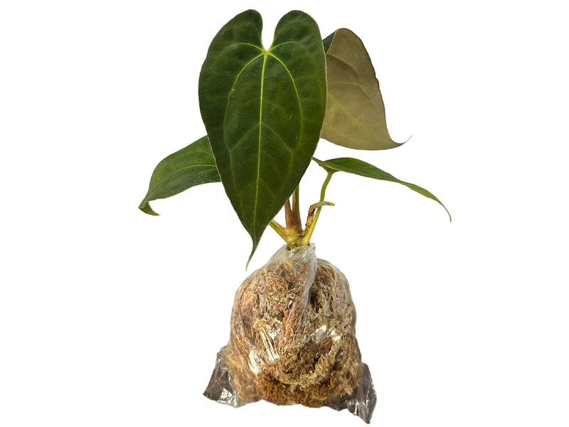 Anthurium Velvet Abyss