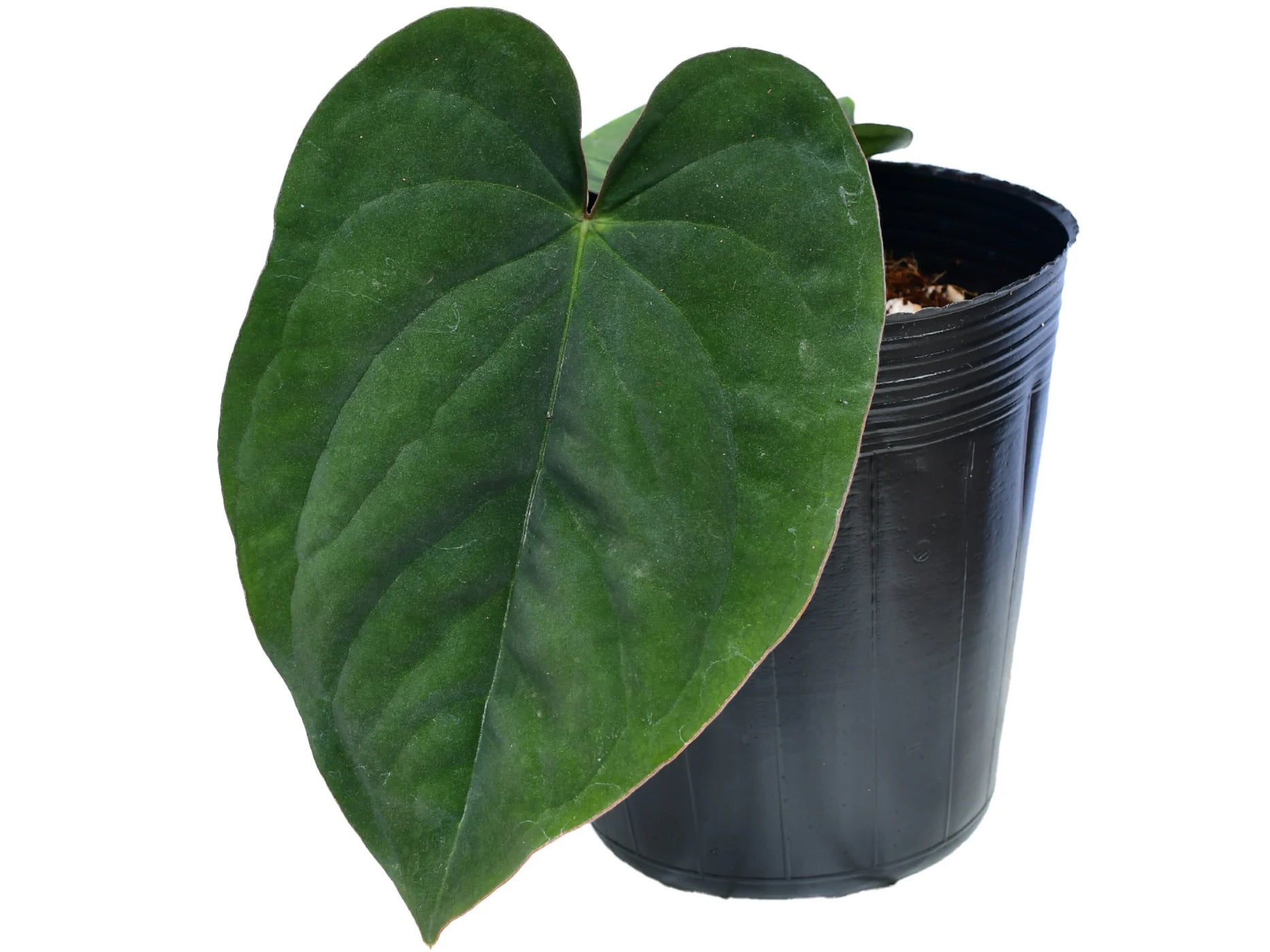 Anthurium dressleri — Ecuagenera California