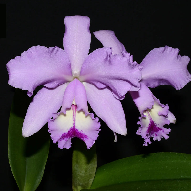 Cattleya Kiss Me