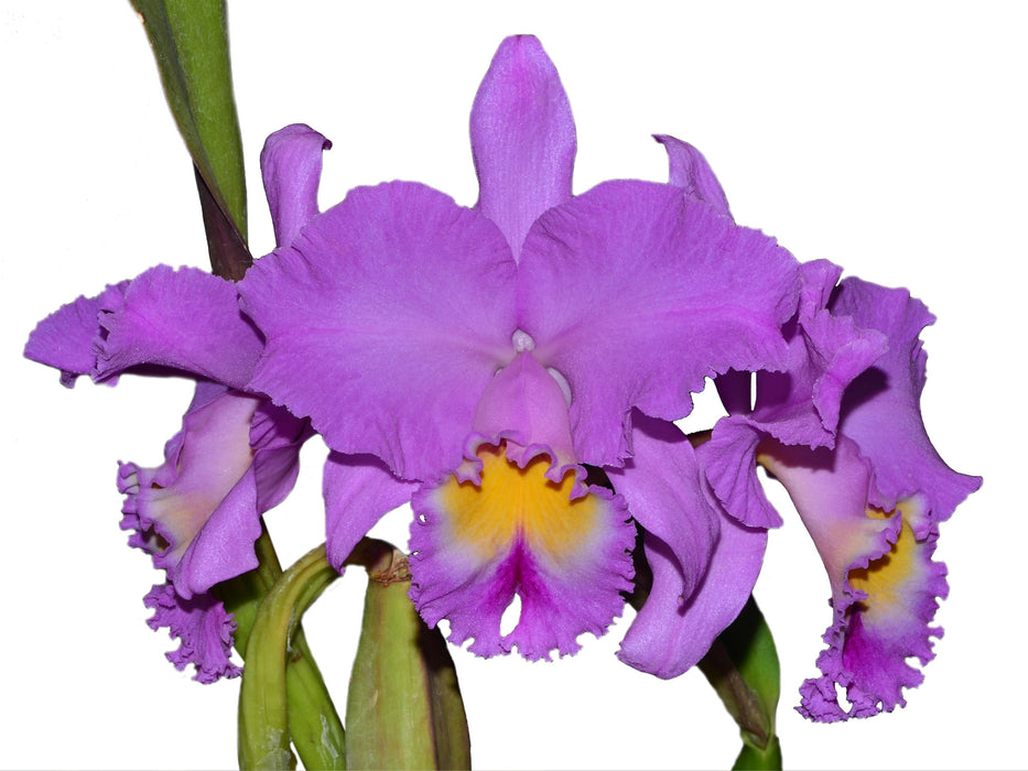 Brassolaeliocattleya Strong Men