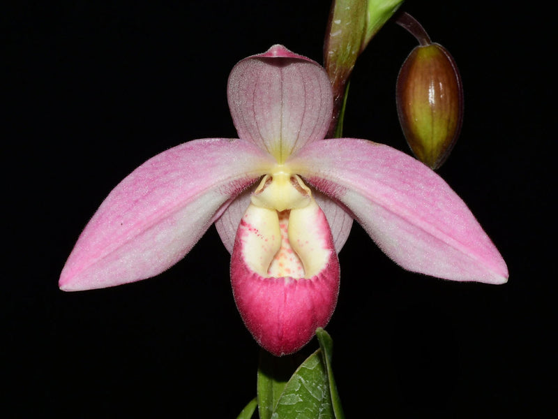 Phragmipedium Grouville