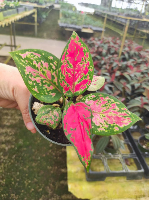 Aglaonema Hongyan