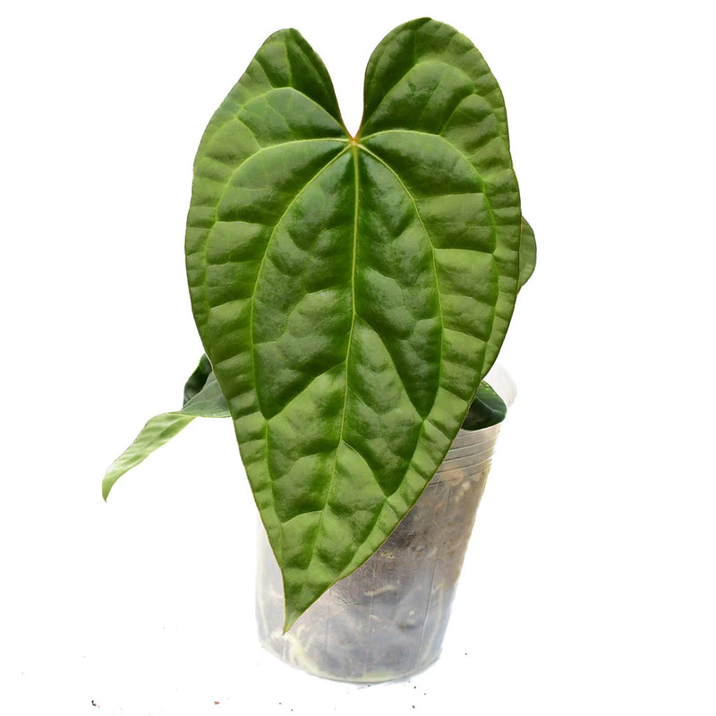 Anthurium Raven Soul 'Inverse crossing'