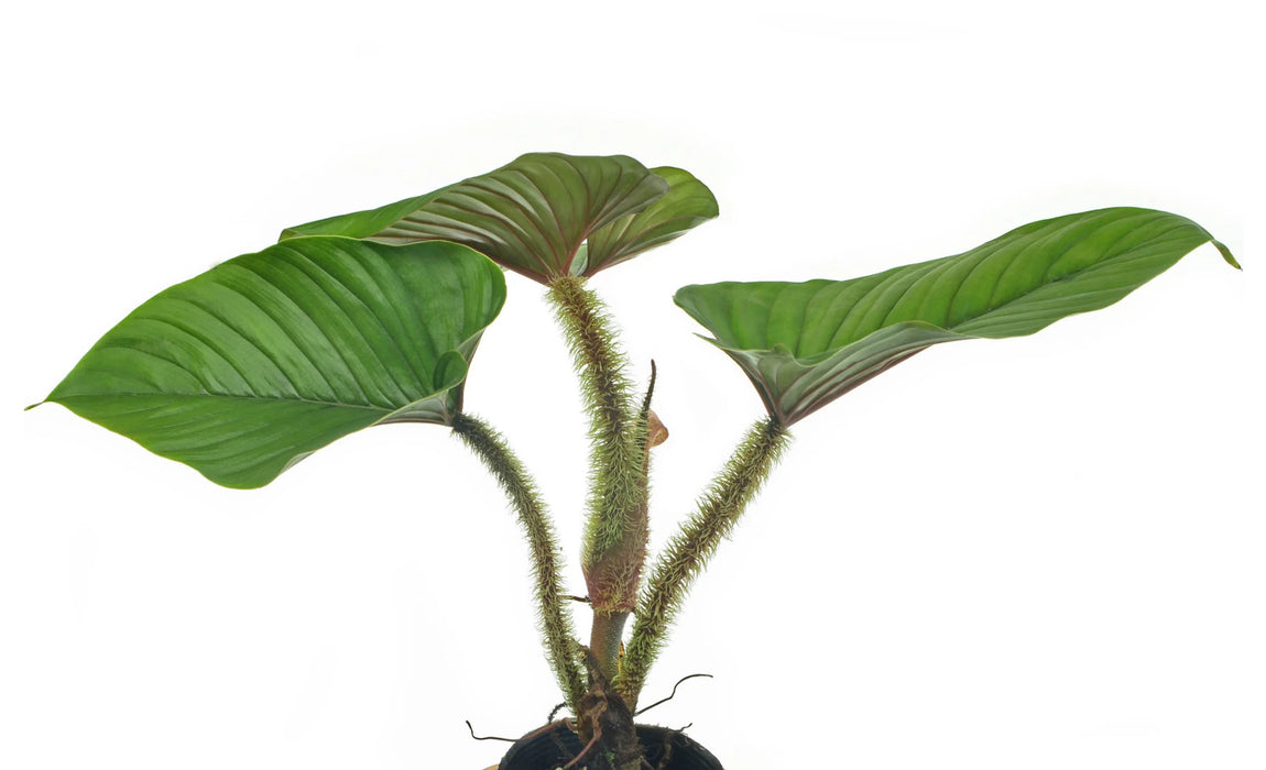 Philodendron serpens (seedling)