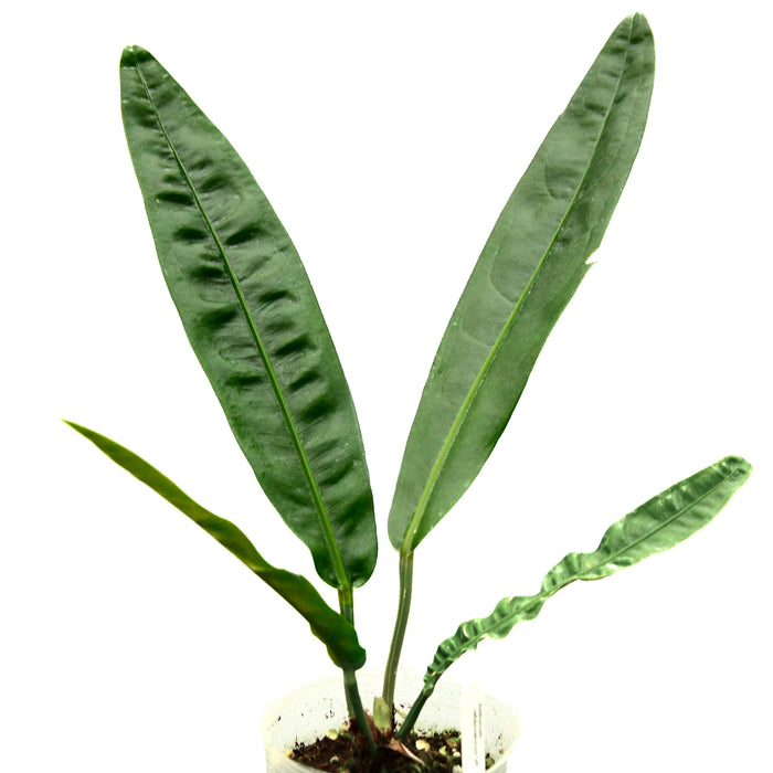 Anthurium reflexinervium aff