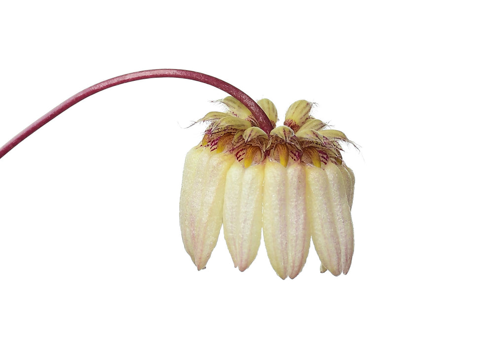 Bulbophyllum auratum pink