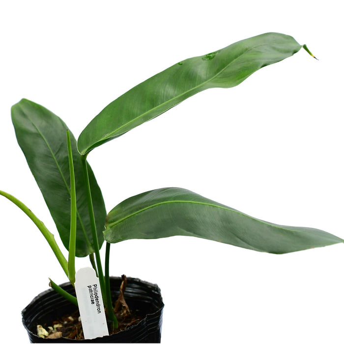 Philodendron patriciae (Seedling)