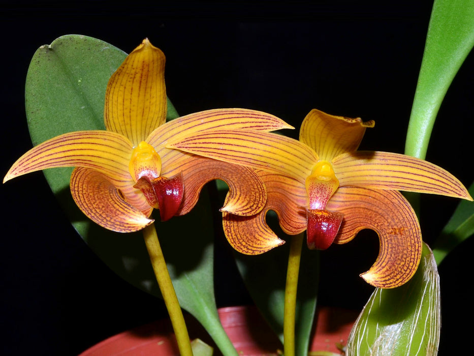 Bulbophyllum lobbii